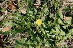 Common dandelion